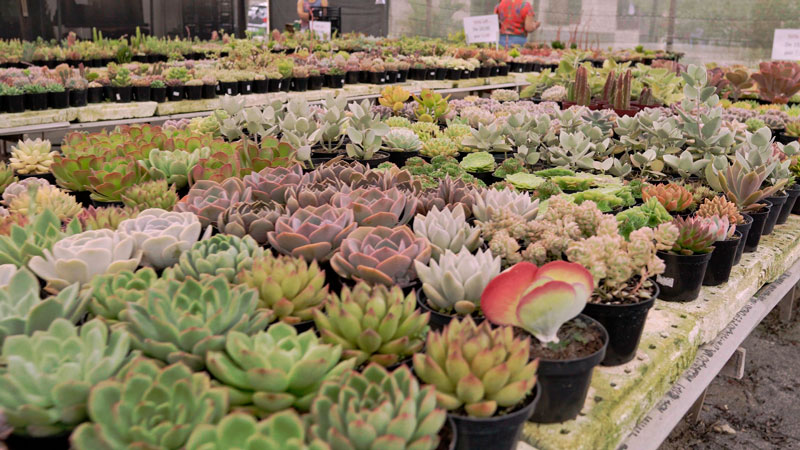 Estufa de Suculentas em Teresópolis Flor Arte