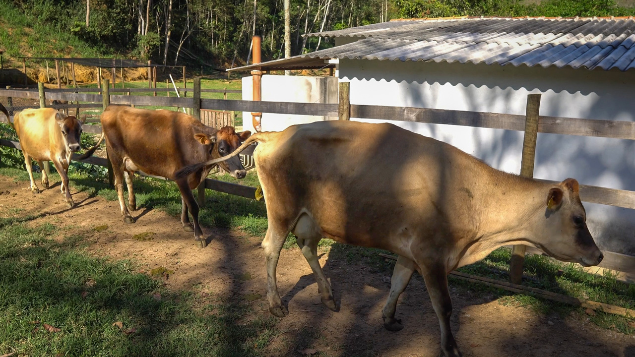 vavas-jersey-tesouros-da-serra-teresopolis-andradas-queijo-canto-mata-monica-angeleti